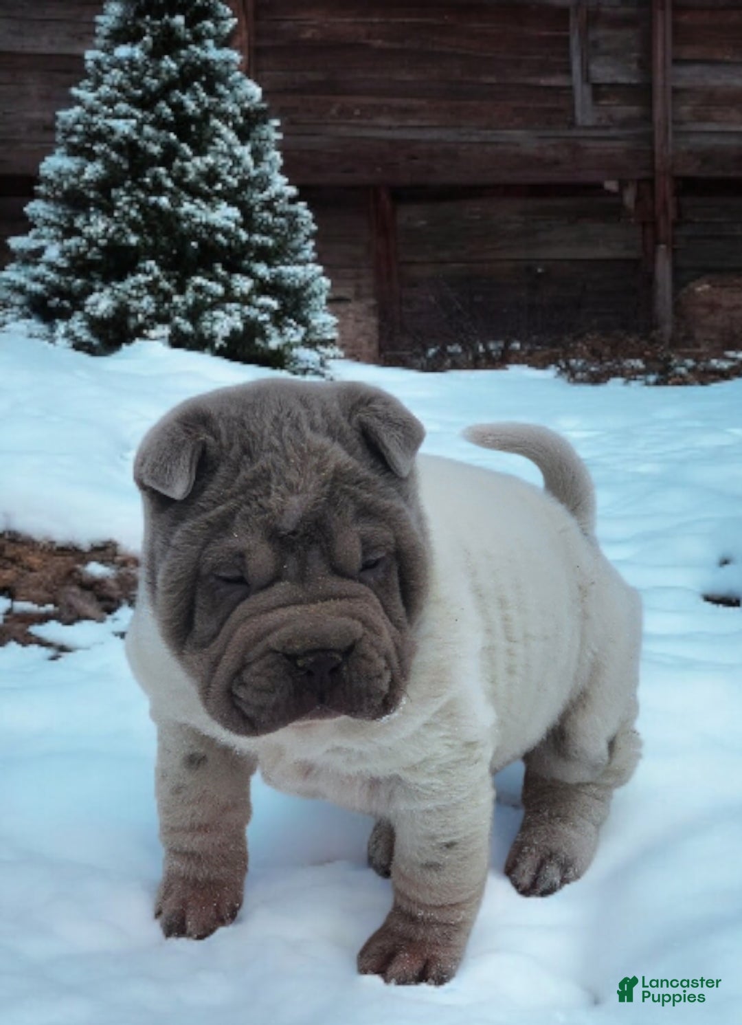Shar Pei dogs for sale: Lilly lilac flower mini  - Ad 3