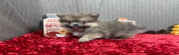 Pomeranian dogs for sale: Pomeranian Puppy 1 - Ad 11