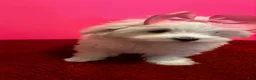 Maltese dogs for sale: Maltese 5 - Ad 2