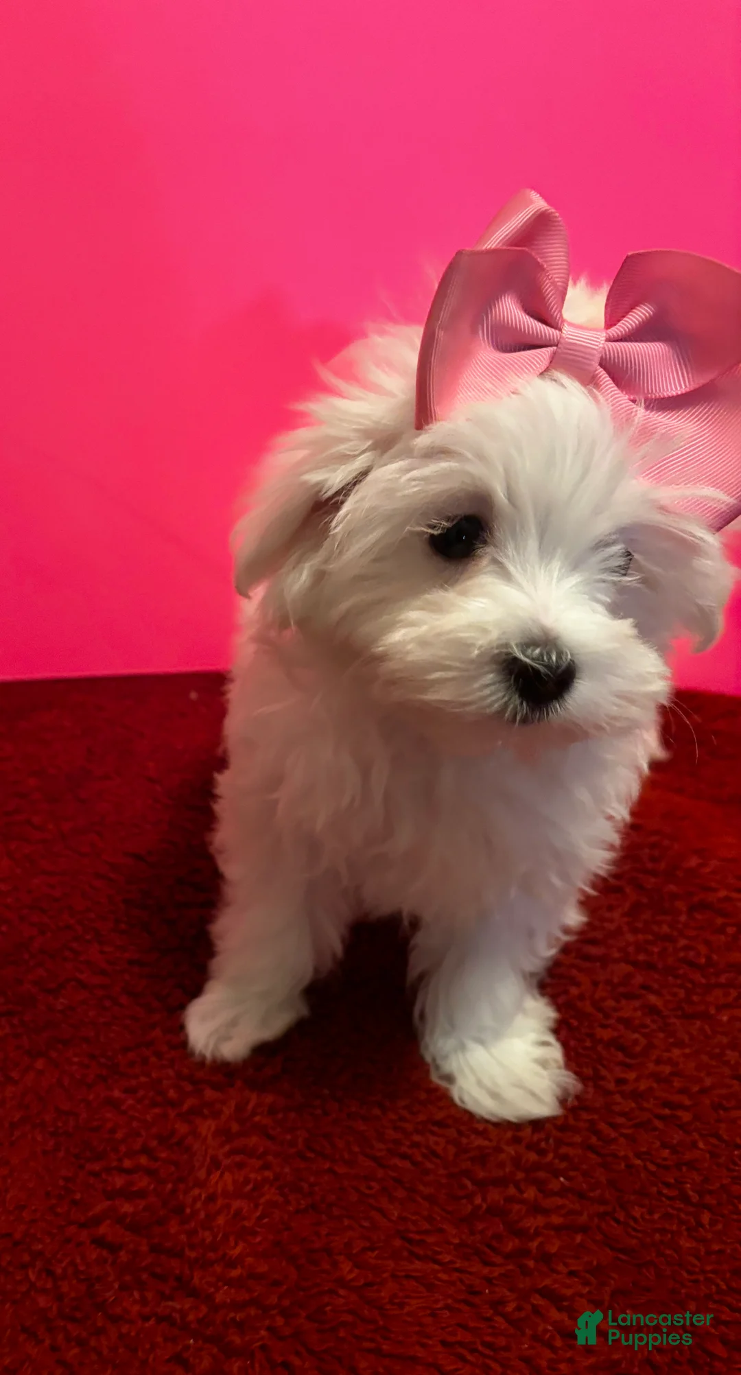 Maltese dogs for sale: Maltese 5 - Ad 2