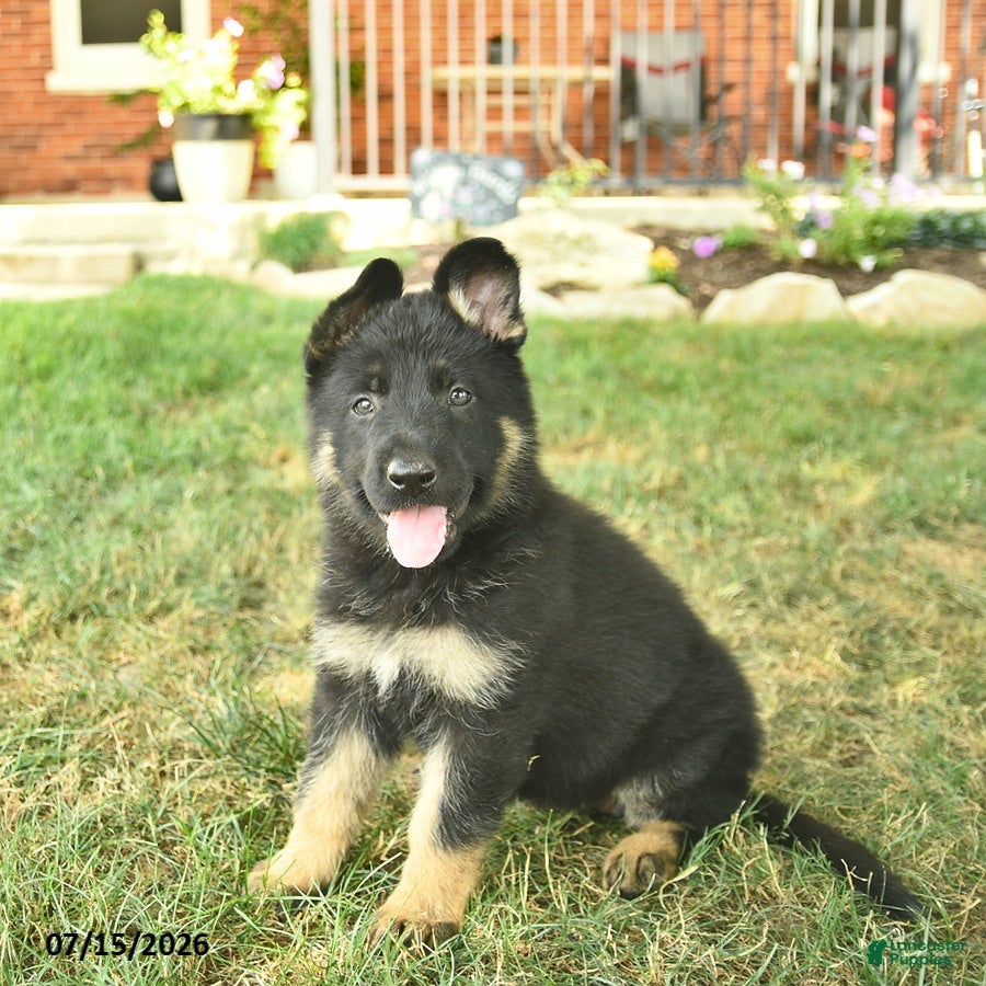 German Shepherd dogs Truffle  - Ad 2