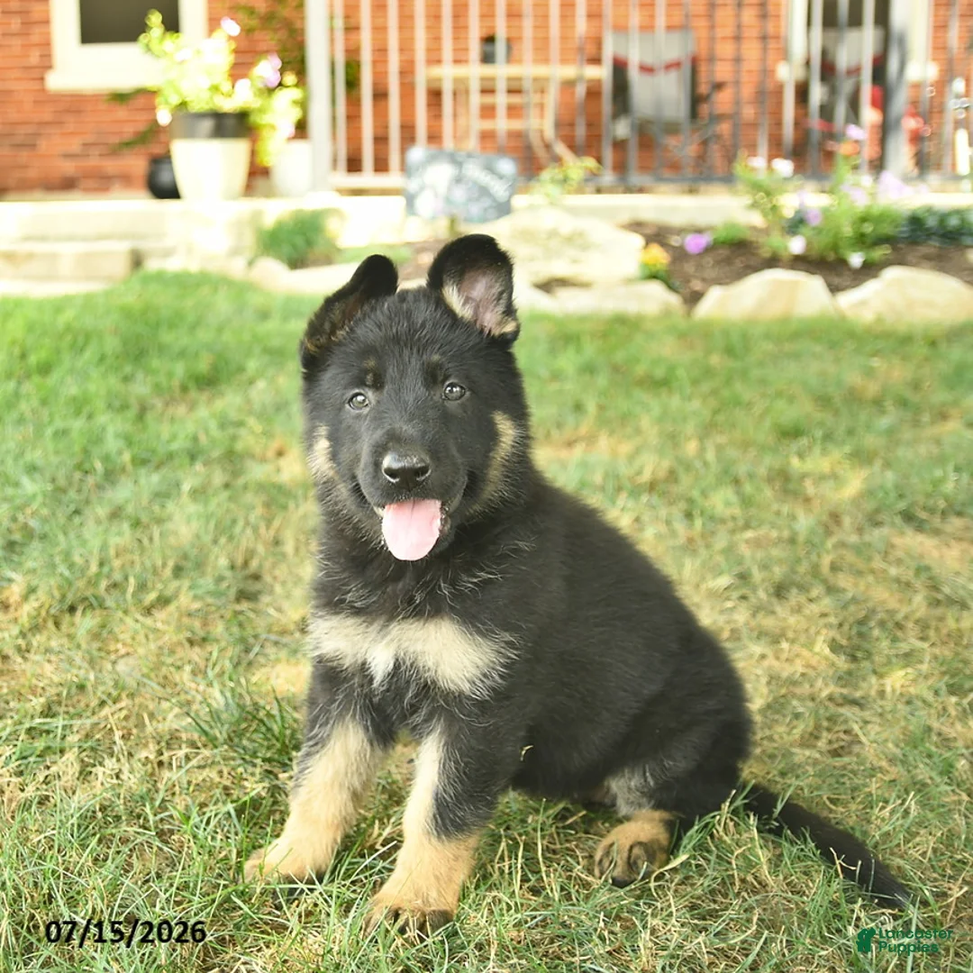 German Shepherd dogs for sale: Truffle  - Ad 2