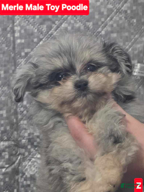 Toy Poodle dogs for sale: Merle - Ad 4