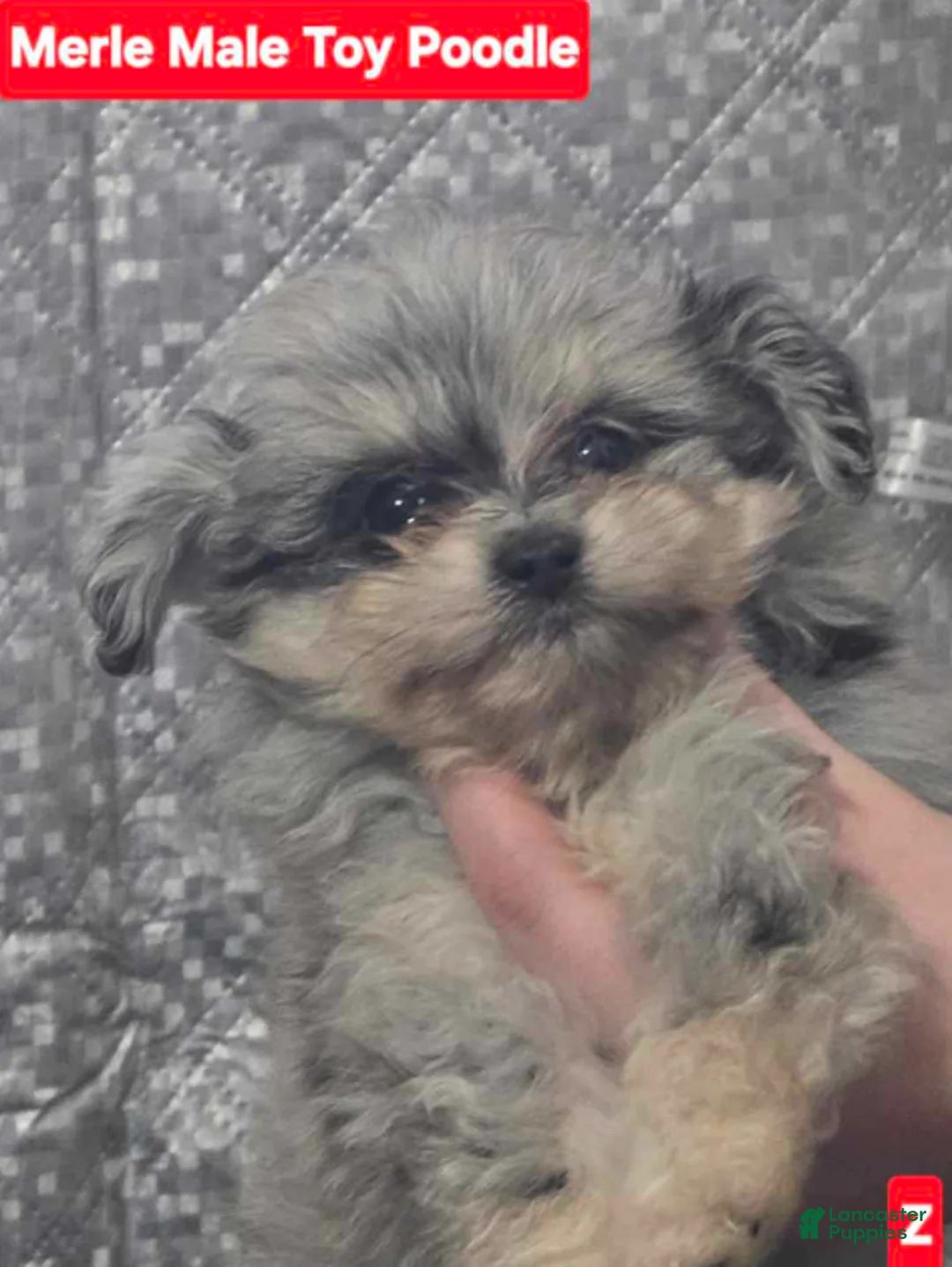 Toy Poodle dogs for sale: Merle - Ad 1