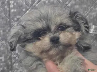 Toy Poodle dogs Merle - Ad 24