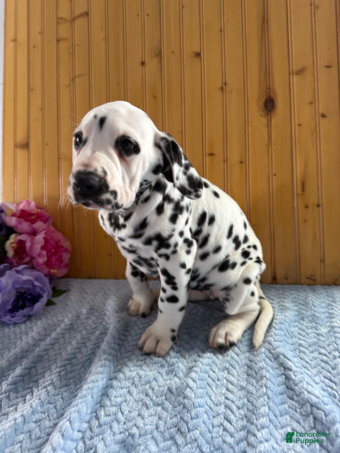 Dalmatian dogs for sale: Tessa - Ad 2