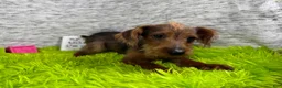 Yorkiepoo dogs for sale: Yorkiepoo 1 - Ad 8