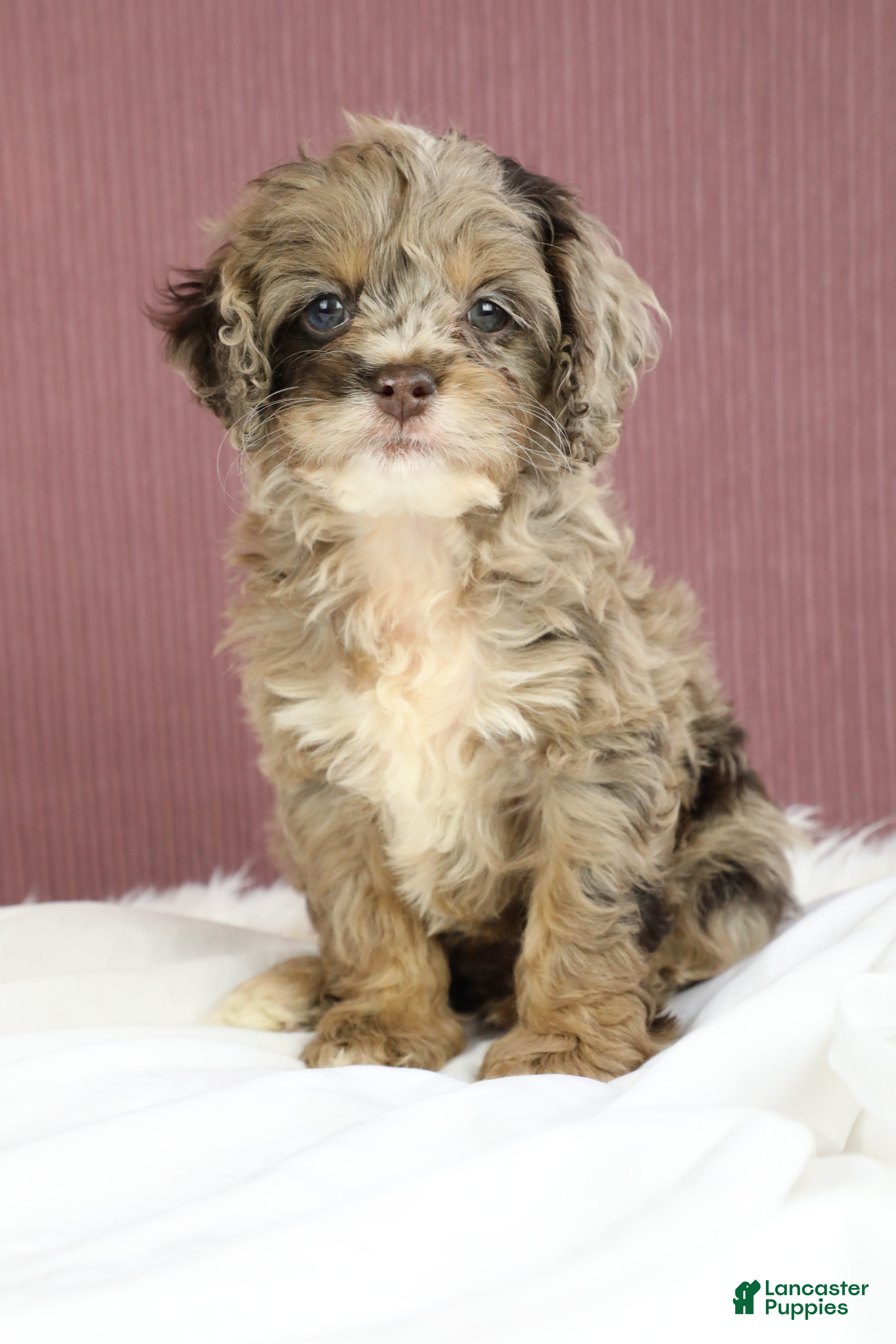 Cockapoo dogs Hazel 🌼 - Ad 2