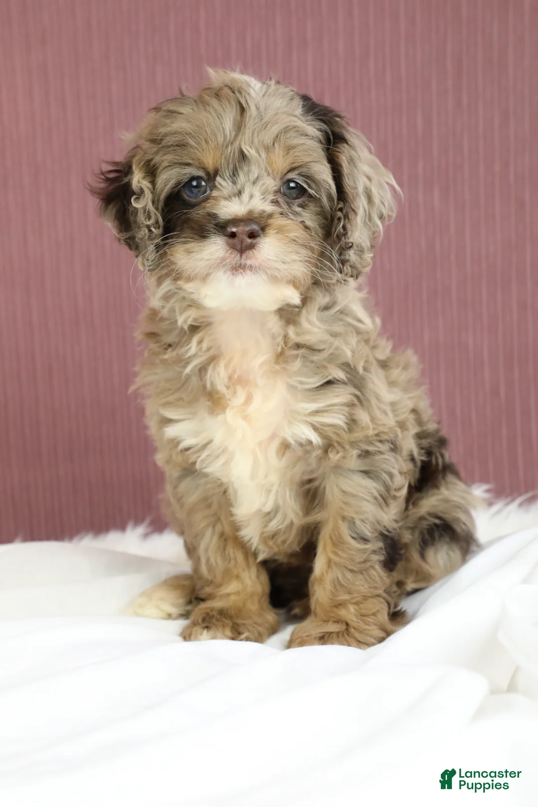 Cockapoo dogs for sale: Hazel 🌼 - Ad 2