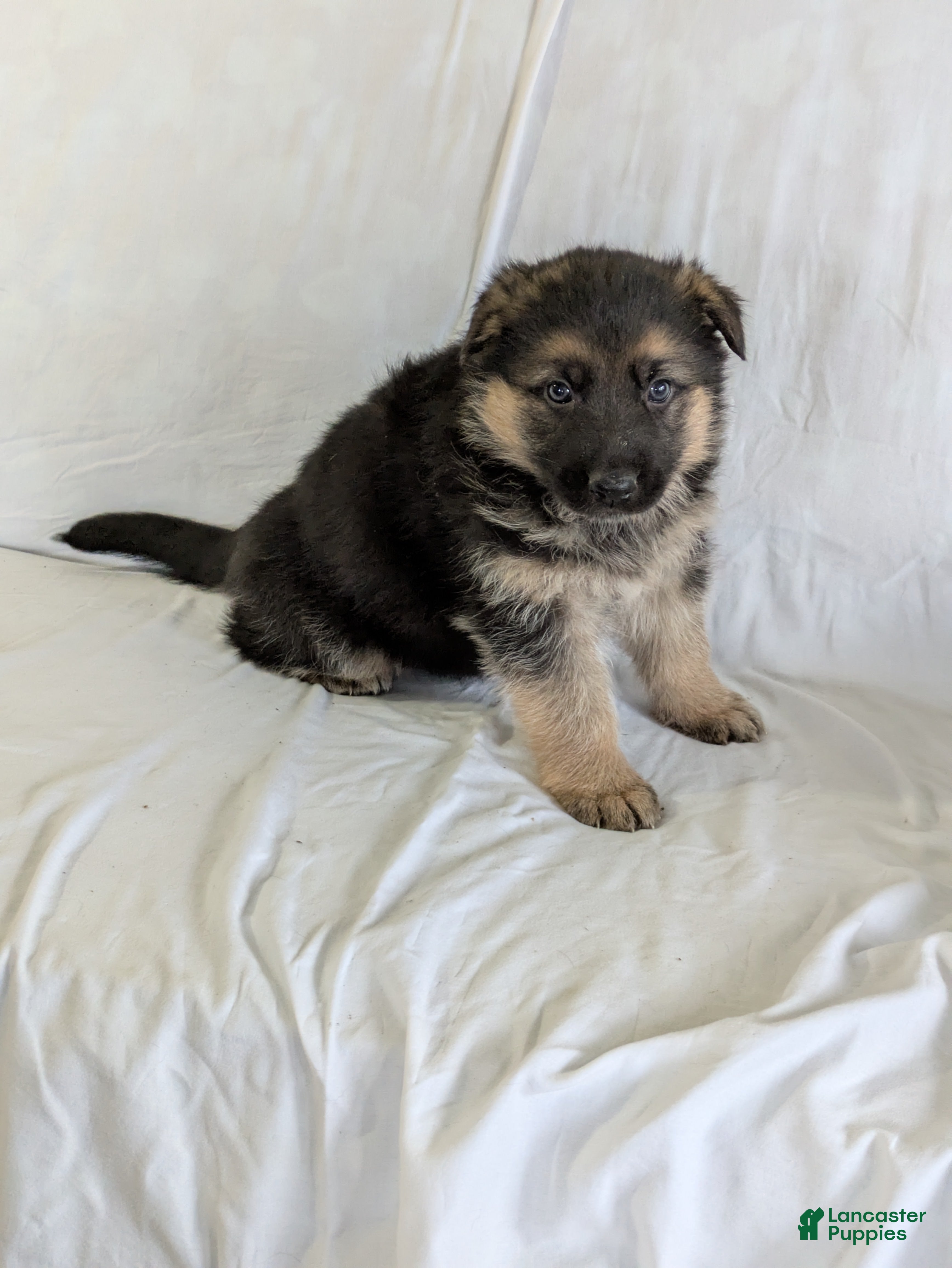 German Shepherd dogs Rex - Ad 9