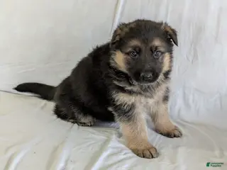 German Shepherd dogs Rex - Ad 9