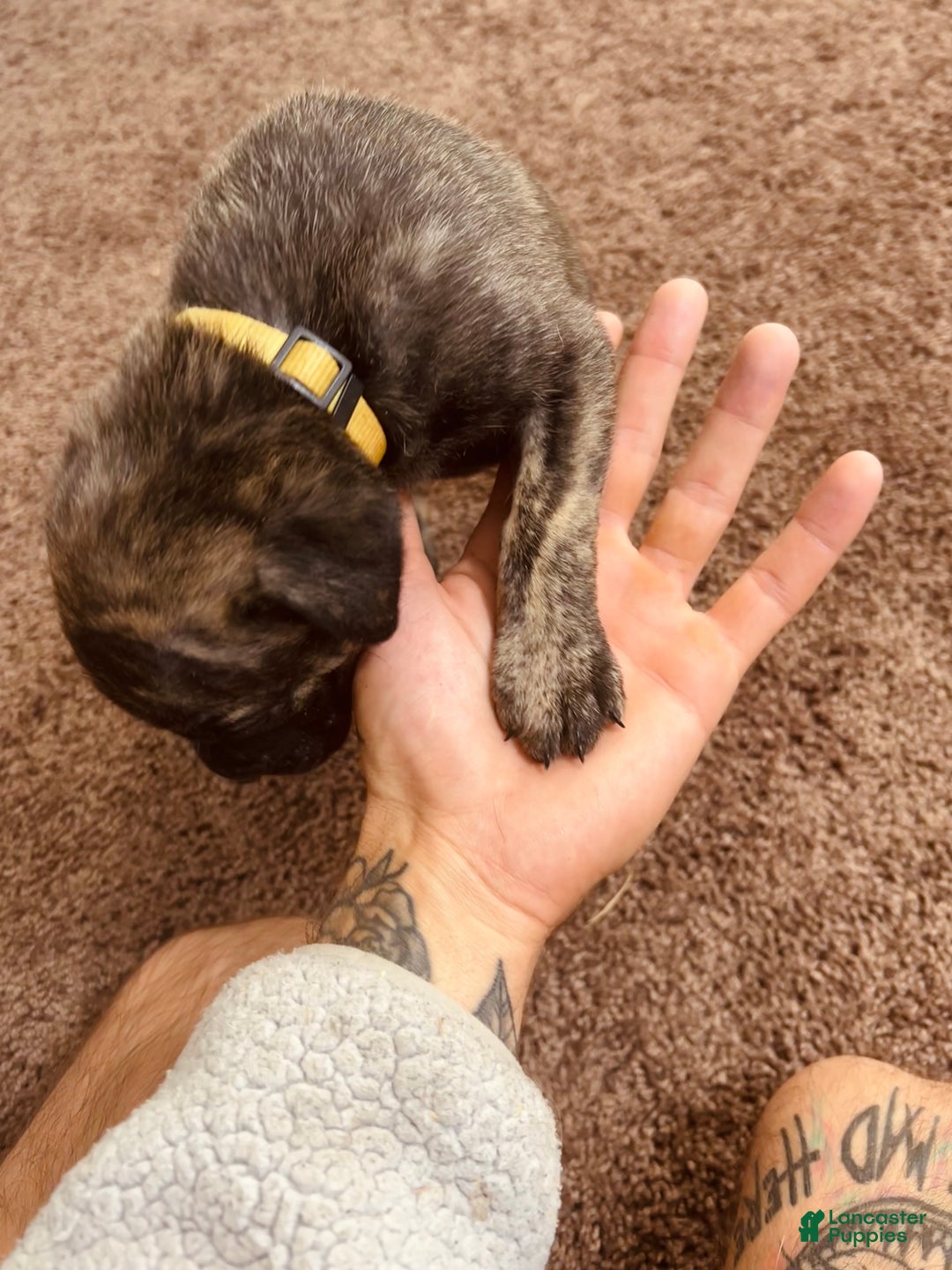 Cane Corso dogs for sale: Hera - Ad 3