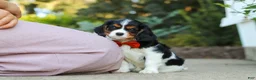 Cavalier King Charles Spaniel dogs for sale: Skylar - Ad 5