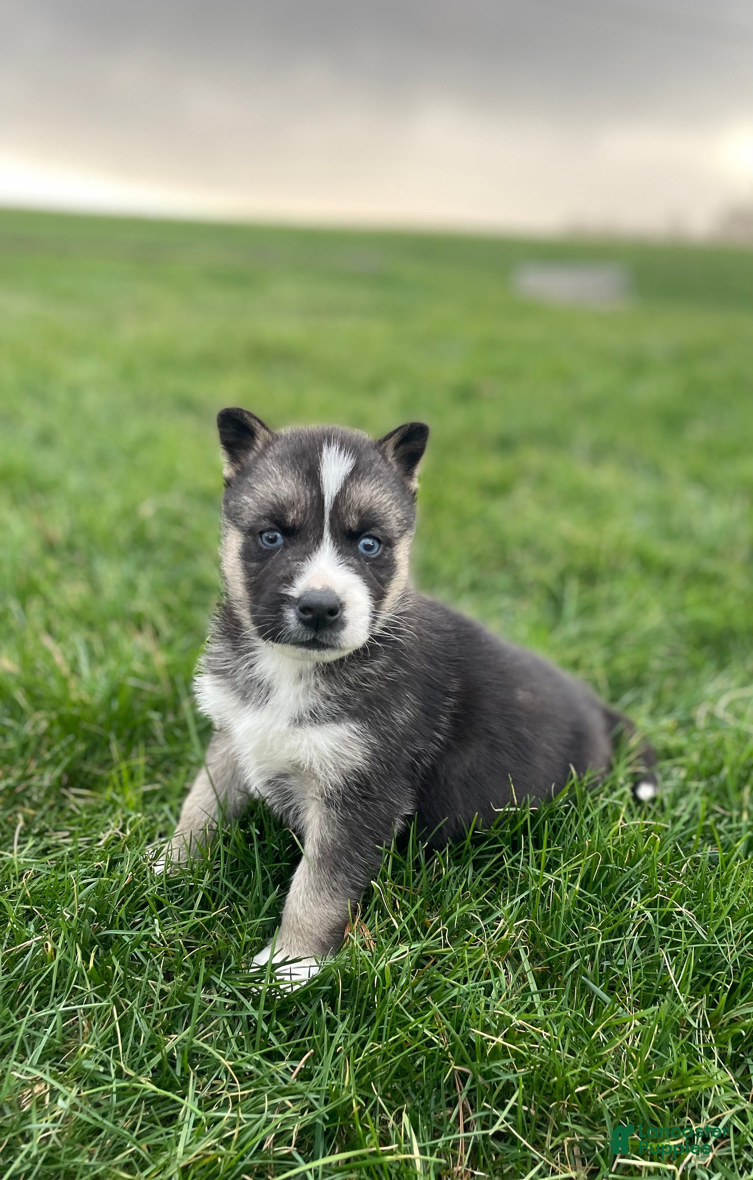 Gerberian Shepsky dogs Finn - Ad 1