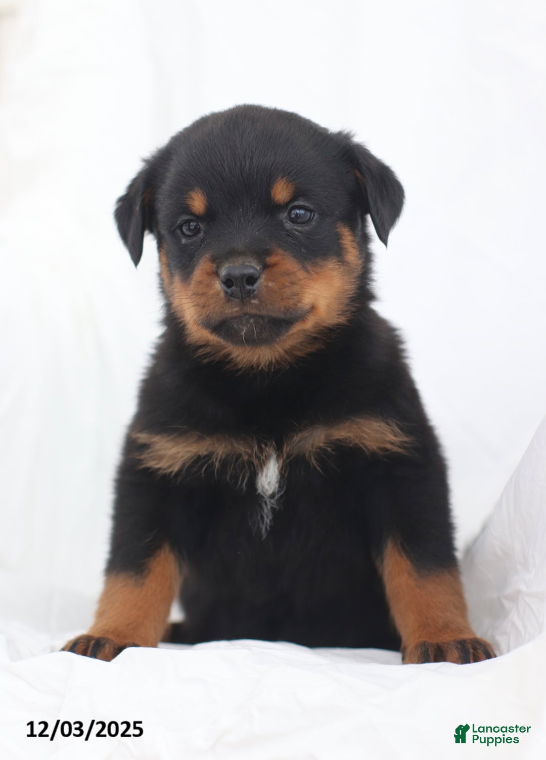 Rottweiler dogs for sale: Buck - Ad 4