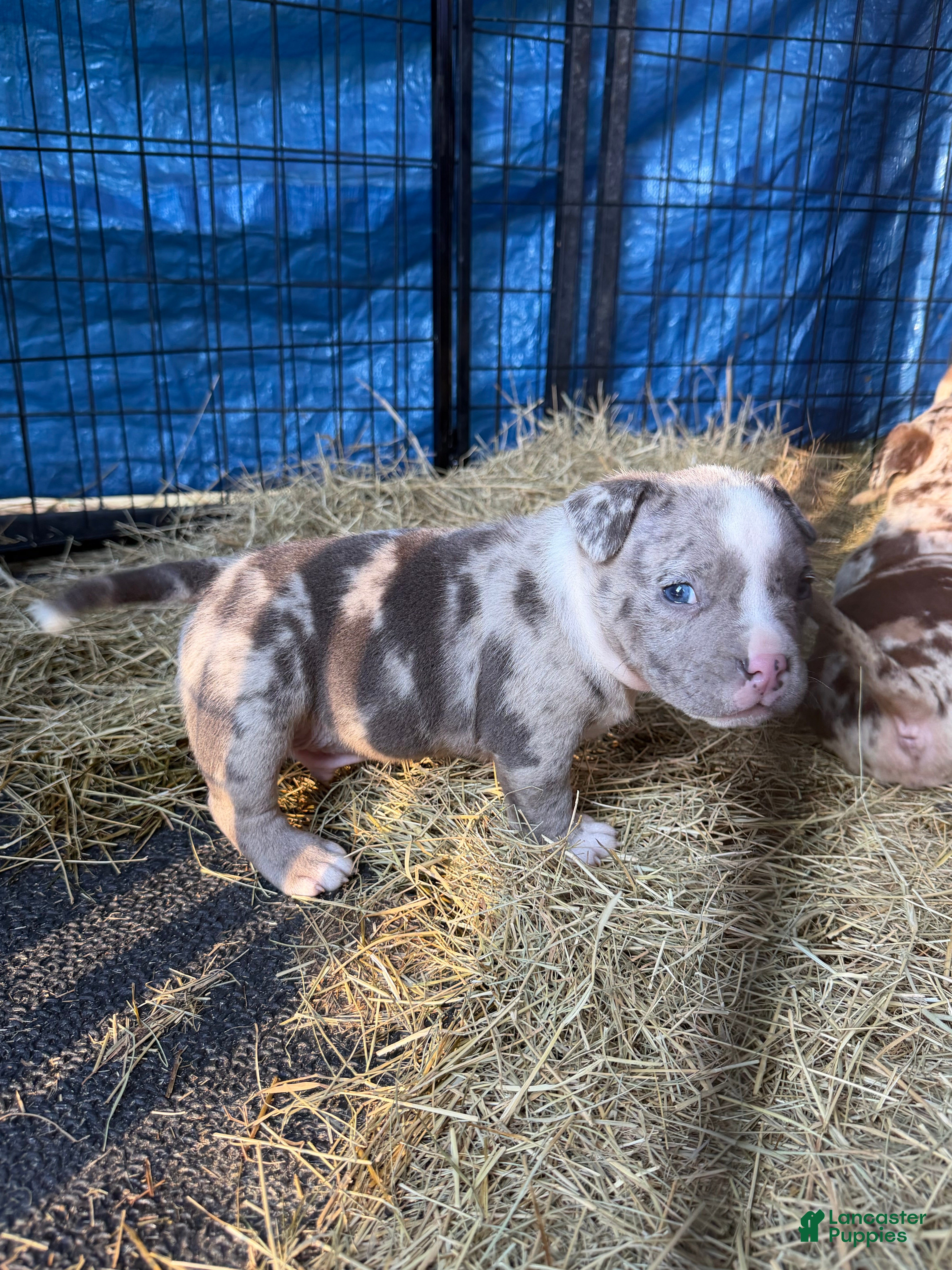 American Bully dogs for sale: American Bully 1 - Ad 40