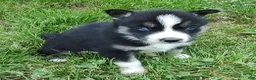 Siberian Husky dogs for sale: Sonya's male 4 - Ad 10