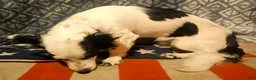 Chihuahua dogs for sale: Elmo (Fully Trained) - Ad 2