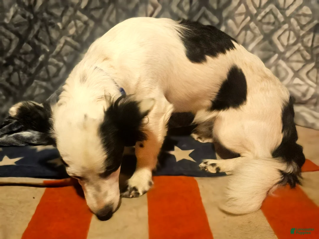 Chihuahua dogs for sale: Elmo (Fully Trained) - Ad 2