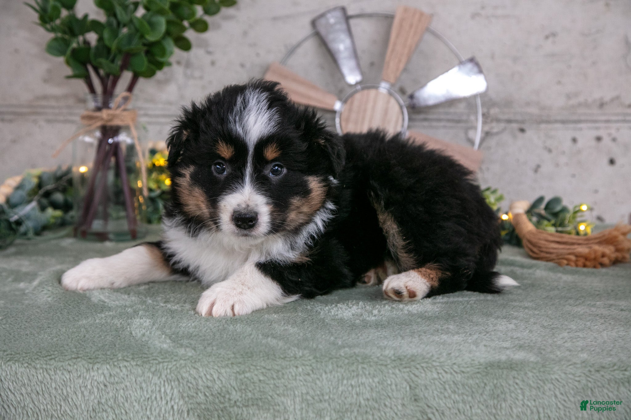 Australian Shepherd dogs Sunny - Ad 1