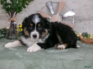 Australian Shepherd dogs for sale: Sunny - Ad 3