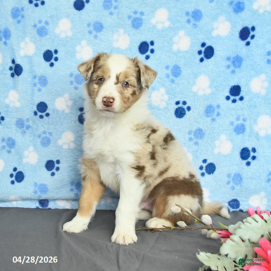 Miniature Australian Shepherd dogs Fletcher - Ad 2