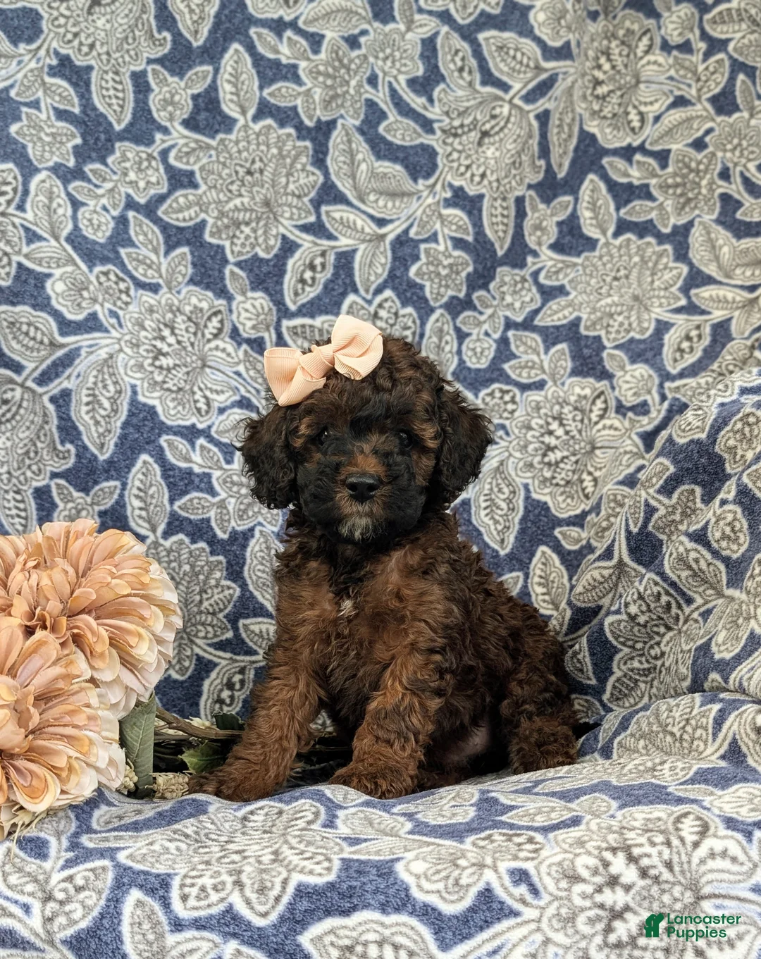 Cockapoo dogs for sale: Faith Hypoallergenic - Ad 1
