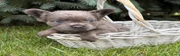 French Bulldog dogs for sale: Darcy Fluffy - Ad 3