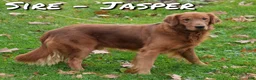 Golden Retriever dogs for sale: Rusty - Ad 11