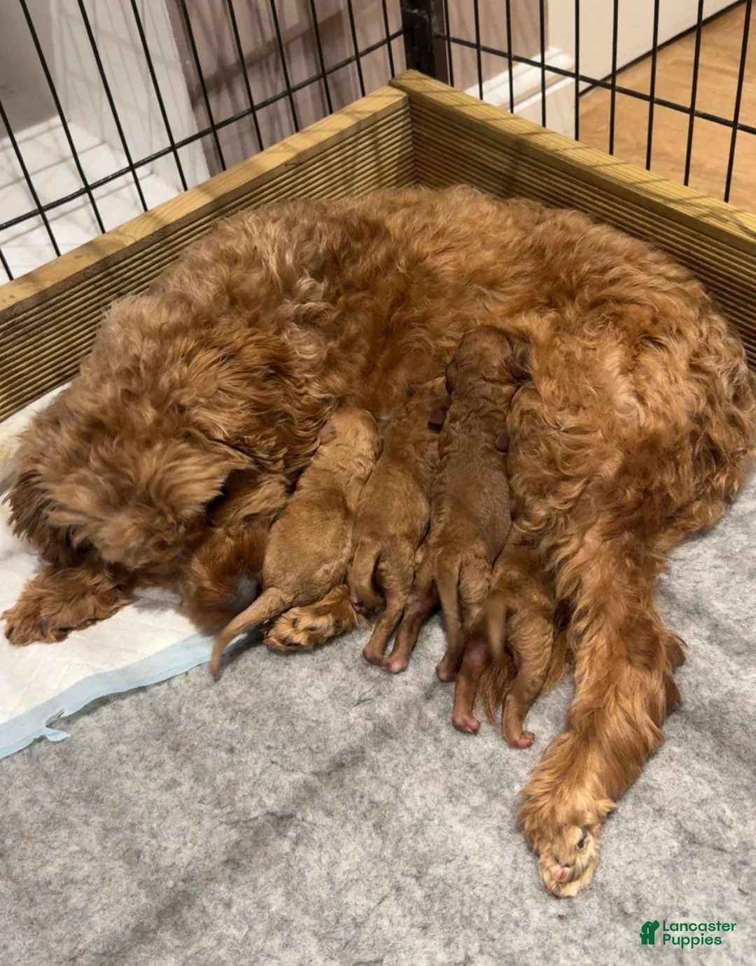 Cavapoo dogs for sale: Maya - Ad 2