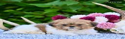 Shih Tzu dogs for sale: Arrow - Ad 4