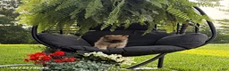 Pomeranian dogs for sale: Joey - Ad 5