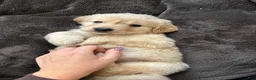 Mixed Breed dogs for sale: Bright pink collar - Ad 3