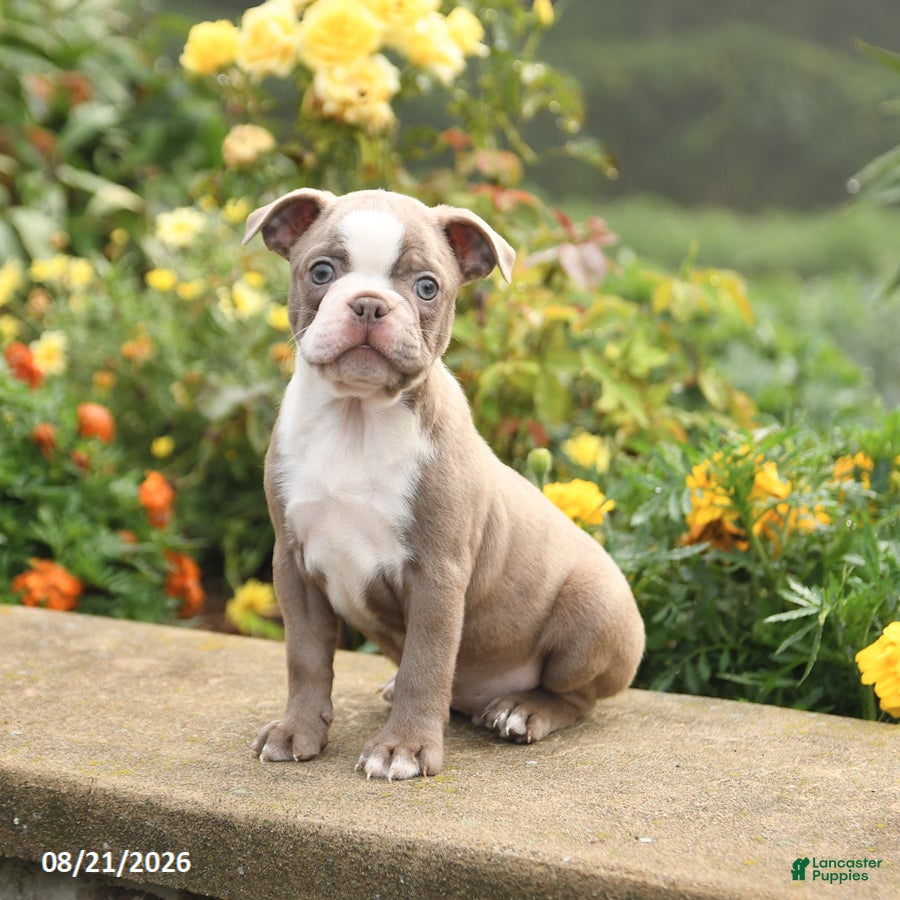Boston Terrier dogs for sale: Waffles - Ad 2
