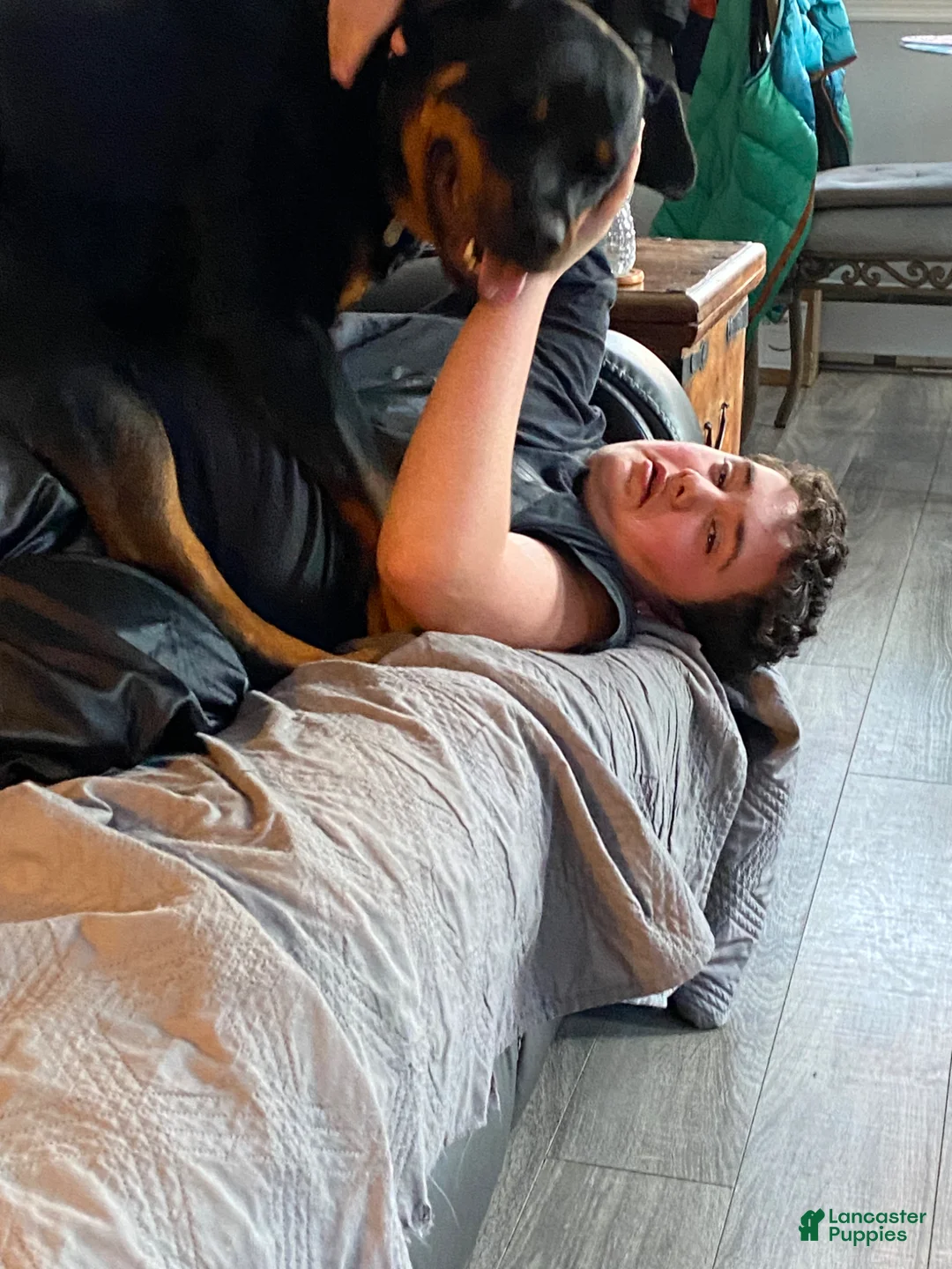 Rottweiler dogs for sale: Rottweiler Puppy 1 - Ad 5