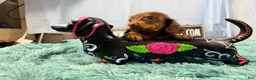 Miniature Dachshund dogs for sale: Champion bred long coat girl - Ad 2