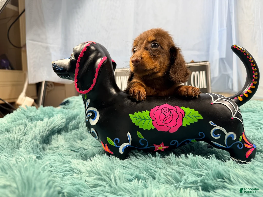 Miniature Dachshund dogs for sale: Champion bred long coat girl - Ad 2