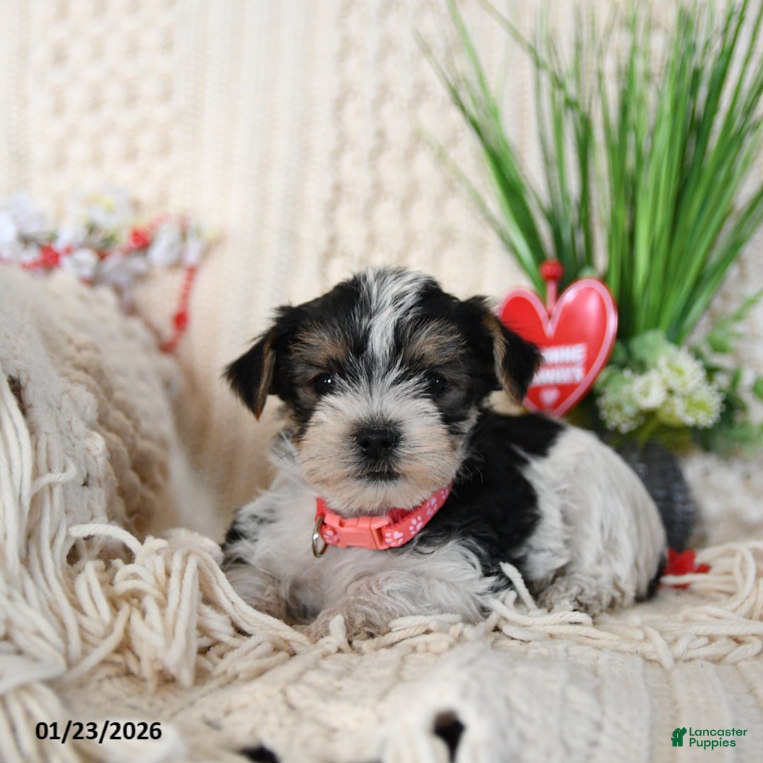 Yorkshire Terrier dogs for sale: Tootsie - Ad 2