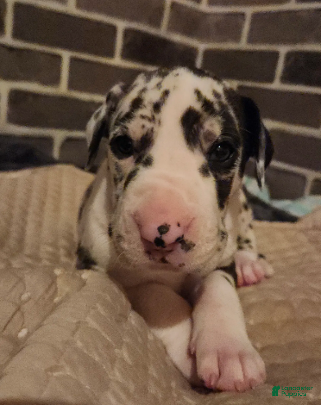 Great Dane dogs for sale: CH European Harl #1 - Ad 5