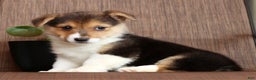 Welsh Corgi Pembroke dogs for sale: Carli - Ad 4