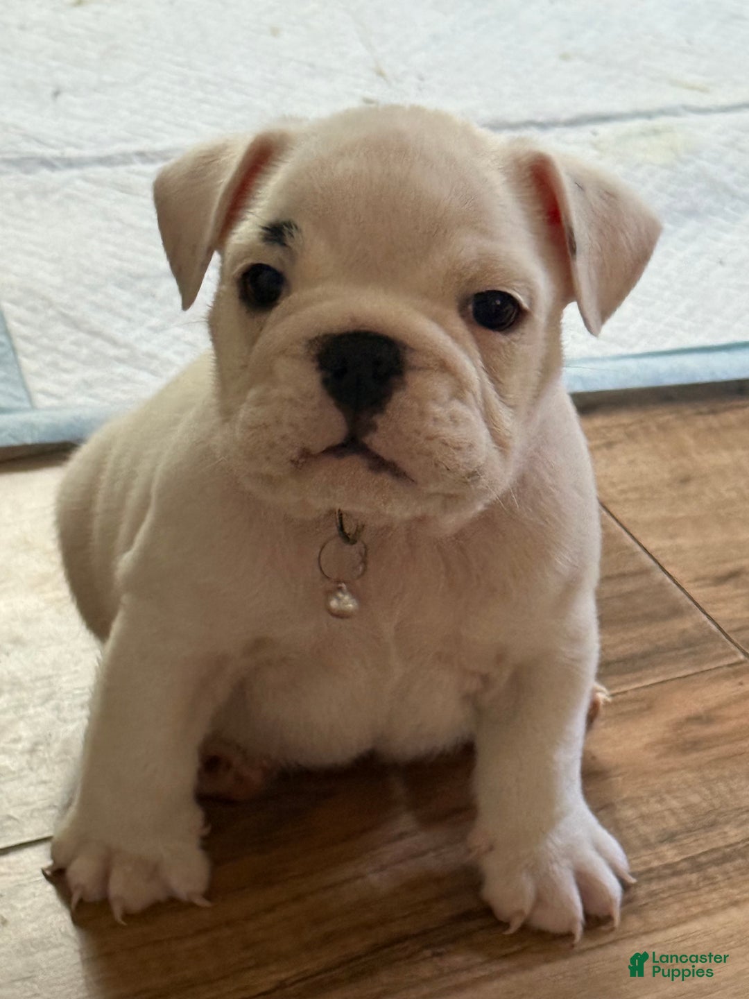 English Bulldog dogs for sale: Brian - Ad 7