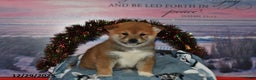 Shiba Inu dogs for sale: Skipper - Ad 3