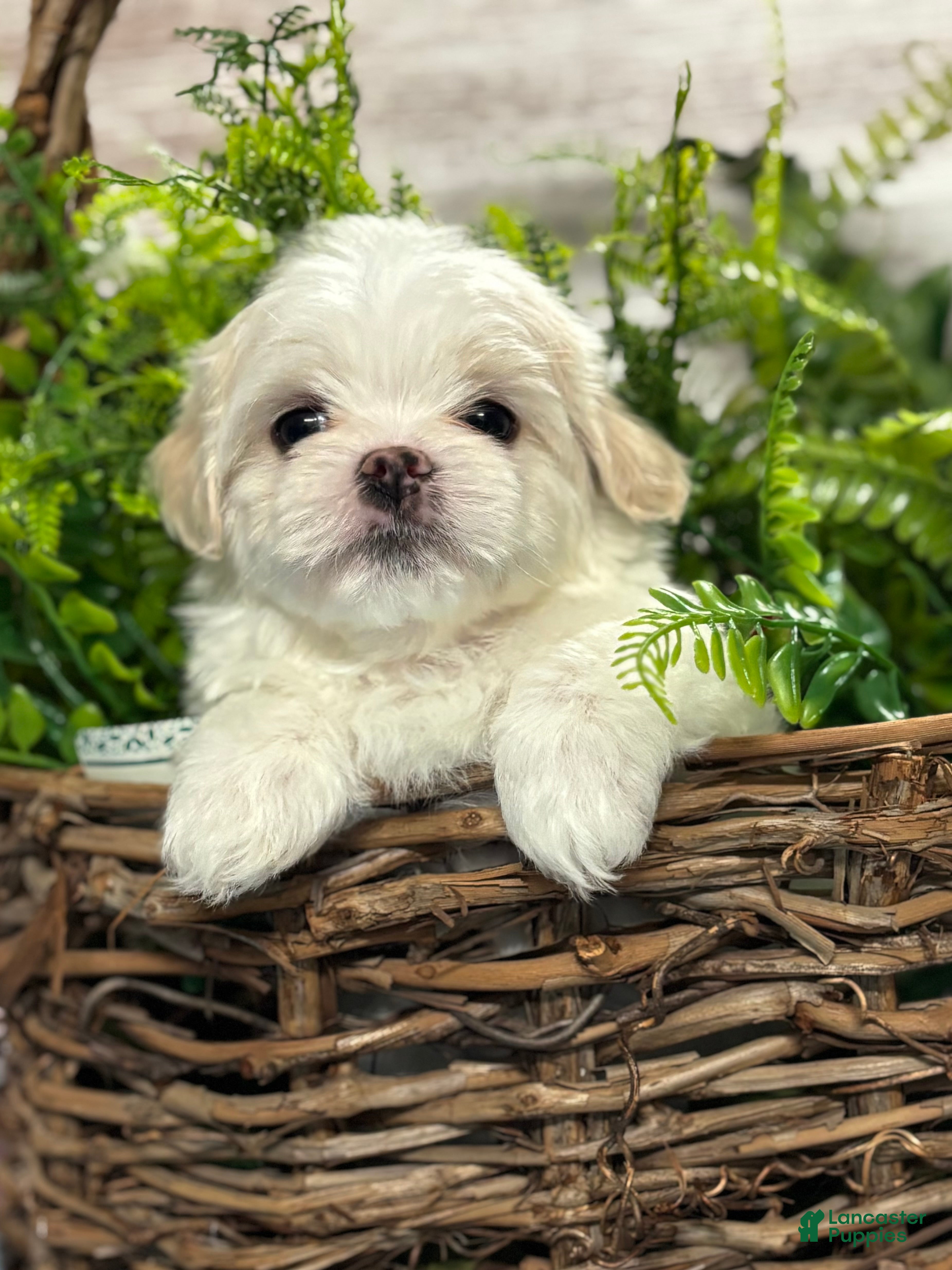 Maltipoo dogs Tiny little OZZIE - Ad 1
