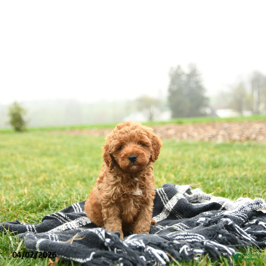 Mini Goldendoodle dogs for sale: Terry - Ad 1
