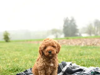 Mini Goldendoodle dogs for sale: Terry - Ad 2