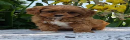 Cavapoo dogs for sale: Lonnie - Ad 3