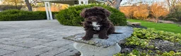 Portuguese Water Dog dogs for sale: Fargo - Ad 10