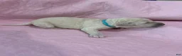 Goldendoodle dogs for sale: Blue Female Goldendoodle  - Ad 10