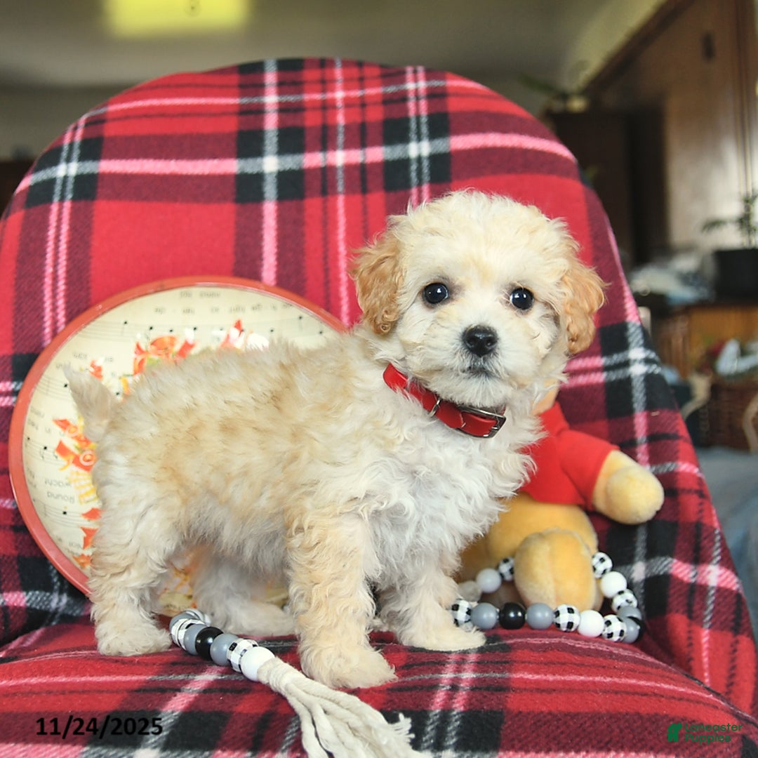 Bichpoo dogs for sale: Tulip - Ad 4
