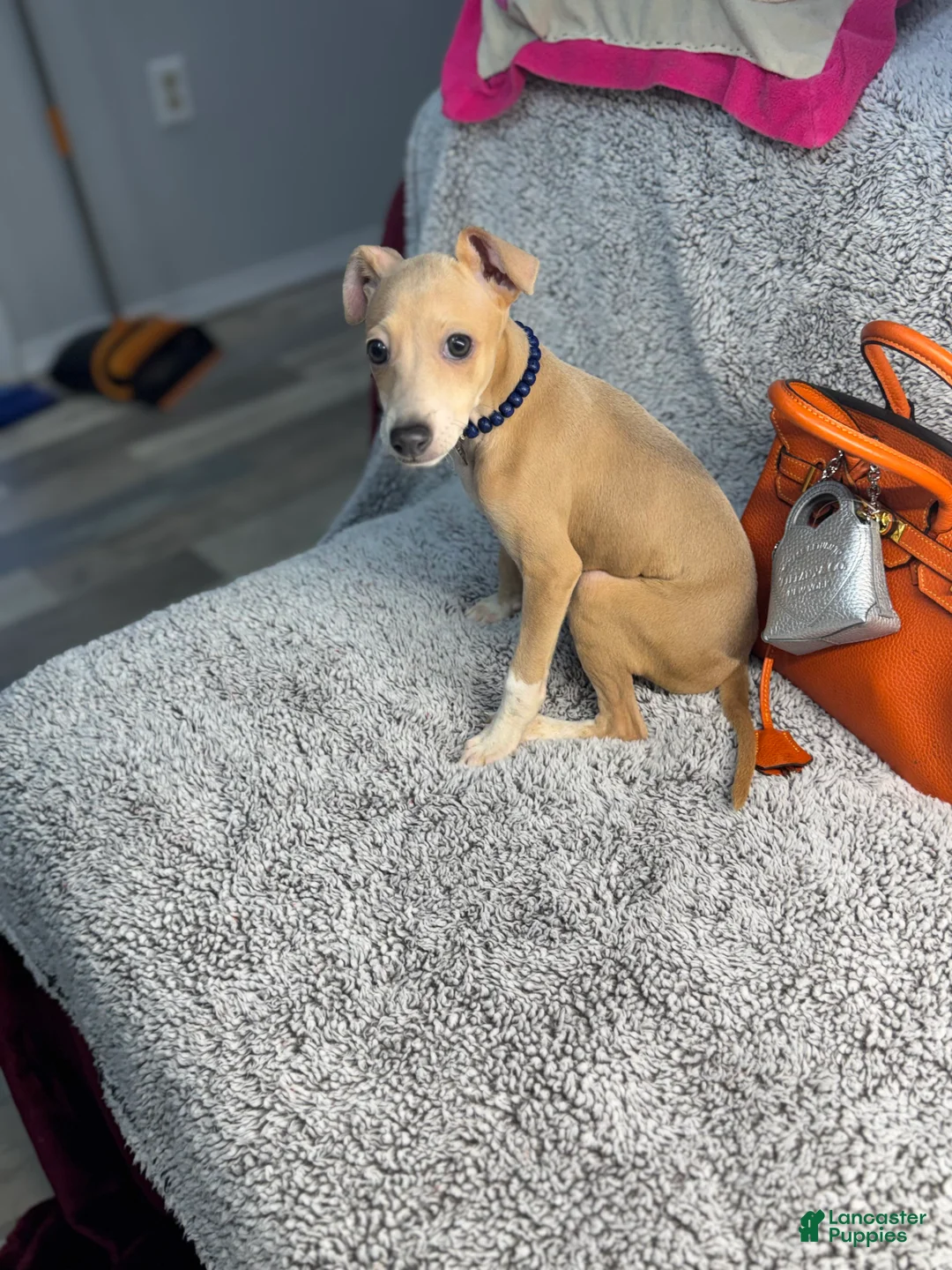 Italian Greyhound dogs for sale: Italian Greyhound Puppy 1 - Ad 5